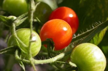 Tomaten saisonal und regional kaufen.